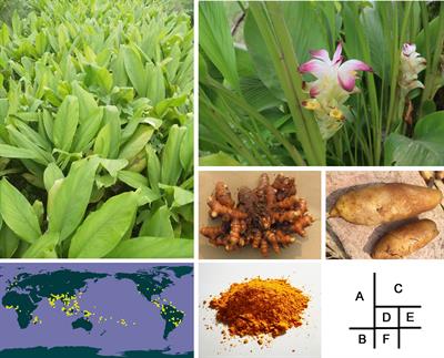 A chromosome-scale genome assembly of turmeric provides insights into curcumin biosynthesis and tuber formation mechanism